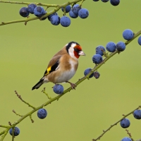 Goldfinch