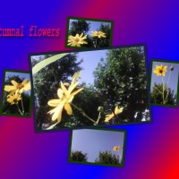 Collage of flowers