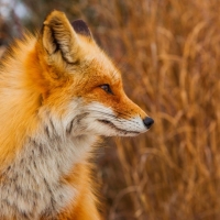 Red fox profile