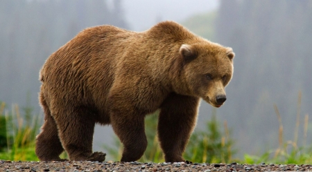 Bearpaper - wild animals, wallpaper, wild, predators, bear, prey, wildlife, animals, wilderness, nature
