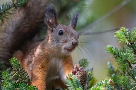 Squirrel - animal, cute, pine cone, squirrel, veverita