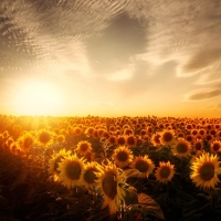 Sunflowers and sunset