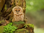 Resting