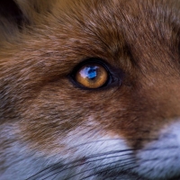 Fox close-up