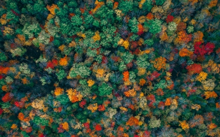 Autumn - autumn, forest, green, martin sanchez, orange, skin, texture, toamna, tree, view from the top, yellow