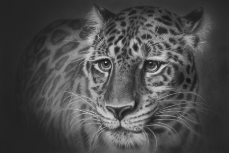 Leopard - black, leopard, white, animal, bw, face, art, giovanni chis