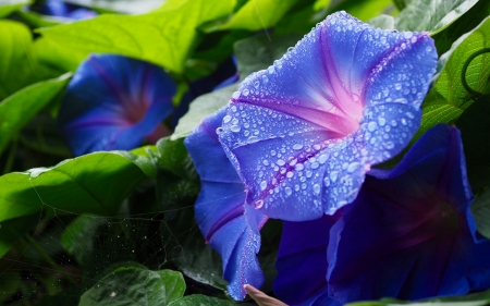 Morning glory - zorele, blue, summer, flower, water drop, green, morning glory, dew, vara