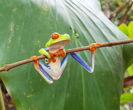 Red-eyed Tree Frog - costa rica, Red Eyed Tree Frog, pura vida, treefrog