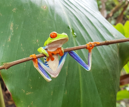 Red-eyed Tree Frog - pura vida, treefrog, Red Eyed Tree Frog, costa rica