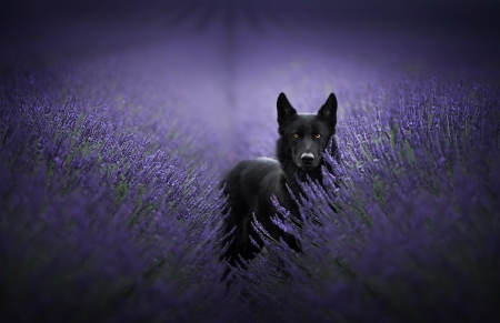 :) - black, caine, dog, field, flower, lavender, purple, summer, vara, wolf
