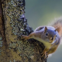 Squirrel on the tree