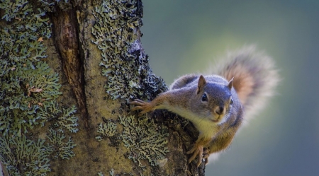 Squirrel on the tree - animals, cute, nature, squirrel, wallpaper, wild, wild animals, wilderness, wildlife
