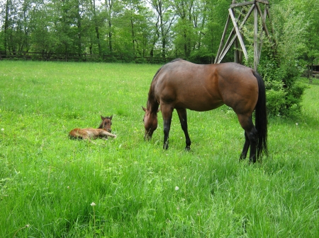 Mare & Foal - Summer, Foals, Horses, Fields