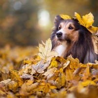 Sheltie