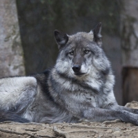 Alaskan wolf