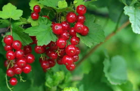 Redcurrant - redcurrant, coacaz rosu, green, red, berry, fruit