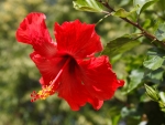 Hibiscus