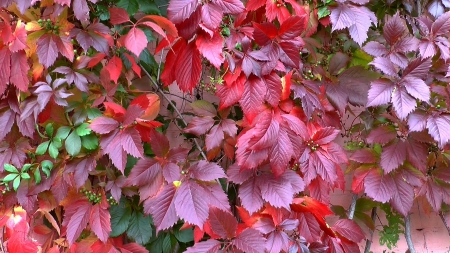 Autumn - autumn, green, leaf, pink, red, skin, texture, toamna, wall