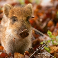 Wild boar piglet