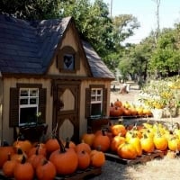 Pumpkin Patch Story