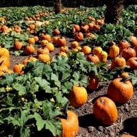 Pumpkin Patch