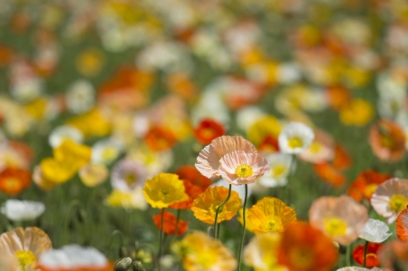 Colors - colors, flowers, nature, wild