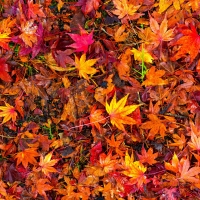 Autumn leaves