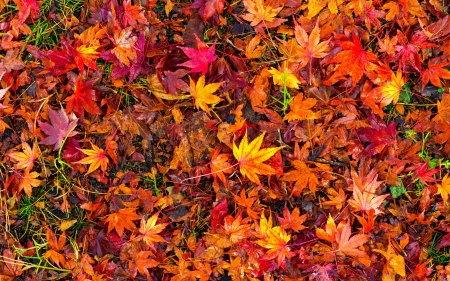 Autumn leaves - colorful, leaf, red, skin, texture, toamna, yellow