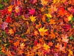 Autumn leaves