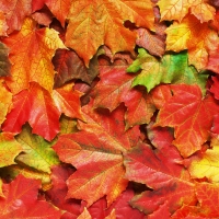 Autumn leaves