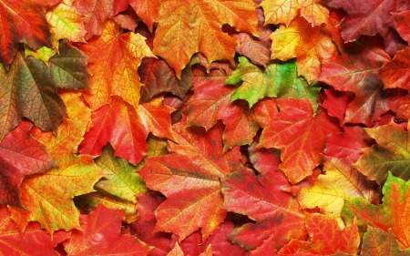 Autumn leaves - autumn, colorful, green, leaf, red, skin, texture, toamna, yellow