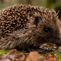 Hedgehog in the forest