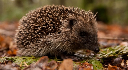 Hedgehog in the forest