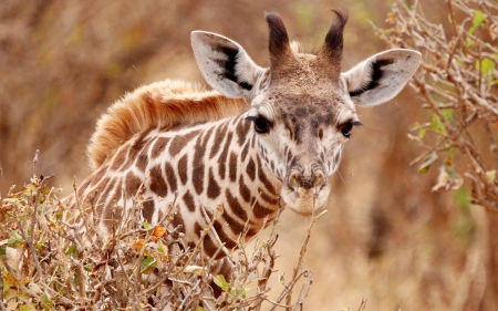 Giraffe - africa, animal, giraffe, nature