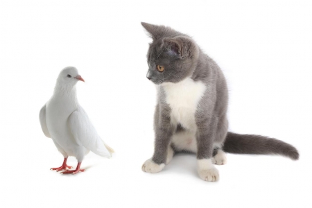 :) - bird, pigeon, cat, pasari, grey, white, animal, kitten, pisici