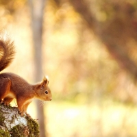 Squirrel in a golden afternoon