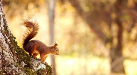 Squirrel in a golden afternoon - animals, cute, nature, squirrel, wallpaper, wild, wild animals, wilderness, wildlife