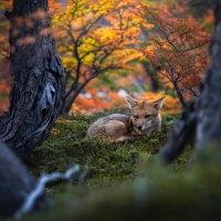Fox