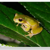 FROG ON LEAF