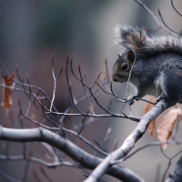 Squirrel in the tree