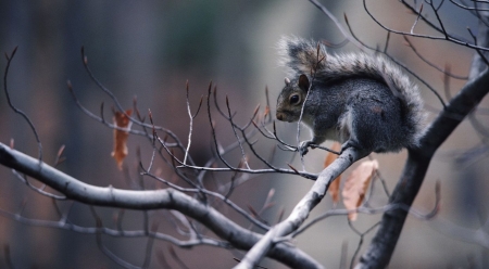 Squirrel in the tree - animals, cute, nature, squirrel, wallpaper, wild, wild animals, wilderness, wildlife