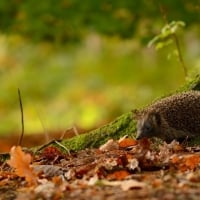 Hedgehog under the tree