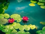 Lotuses