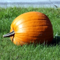 Pumpkin Meadow