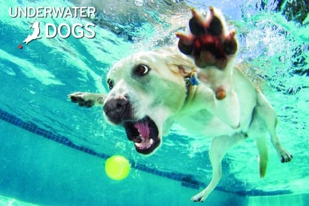 :D - water, blue, ball, dog, animal, paw, funny, underwater, caine