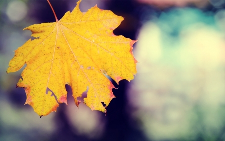 Welcome Autumn - autumn, nature, tree, yellow