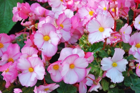 In the garden - flower, garden, pink, white