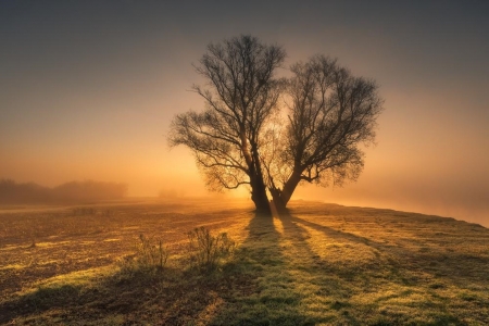 The sun behind the tree - sunset, nature, tree, amazing