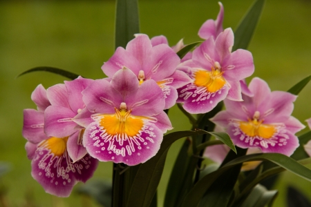 Flowers - flower, nature, pink, beautiful