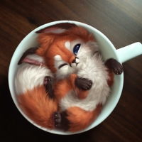 A cup of fox